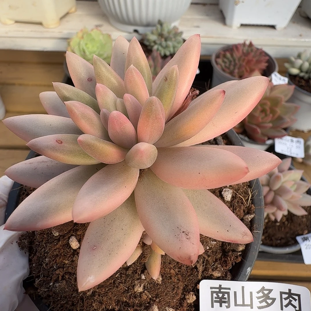 蜜桃啵啵1111220-78