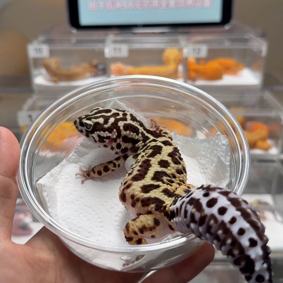豹纹守宫土匪成体母