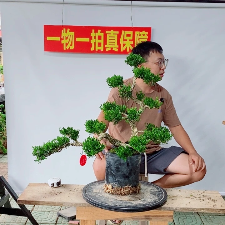 无花朵游龙骨架黄杨