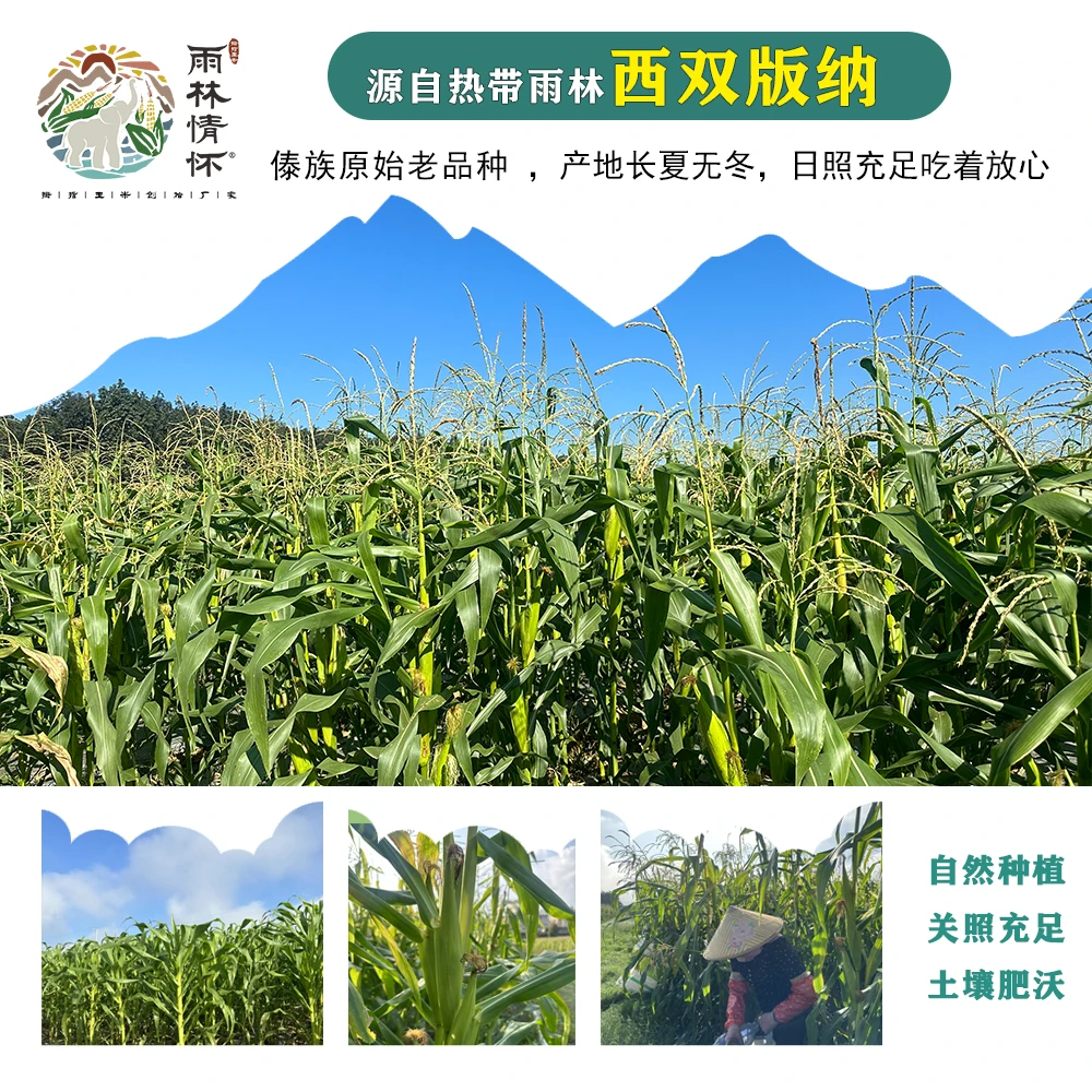 雨林情怀东北甜糯速食玉米糯玉米锁鲜铝箔包装黄糯粘玉米头茬鲜采