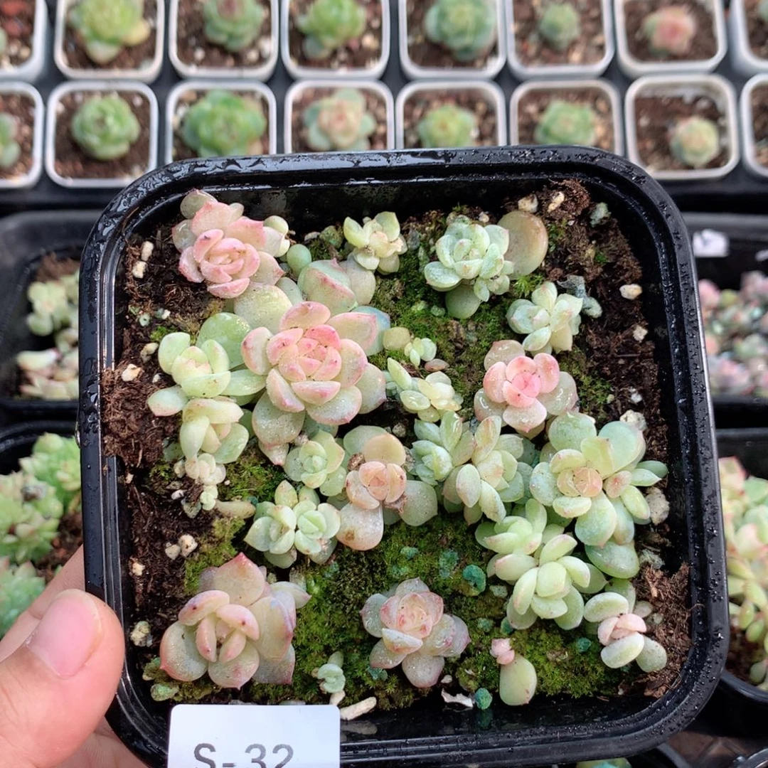 无花朵S32英语英语