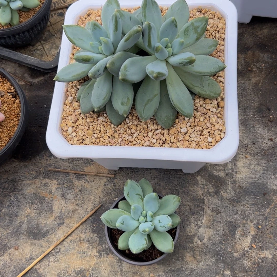 静****双头哥特多肉植物