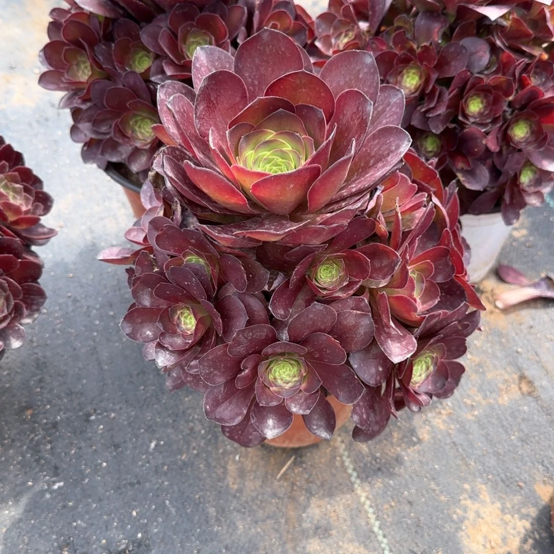.小枚金多肉植物福利多肉植物