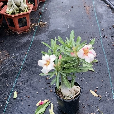 【闪购商品】无花朵如**尘