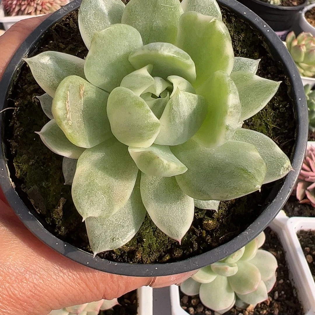 满38包邮拉丝多肉植物