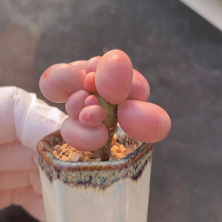 034 红宝石奶酪 木质桩