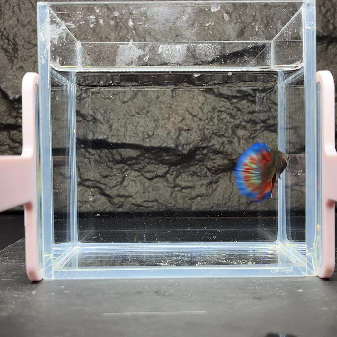 海水鱼宙斯斗鱼竞拍12-14精品场