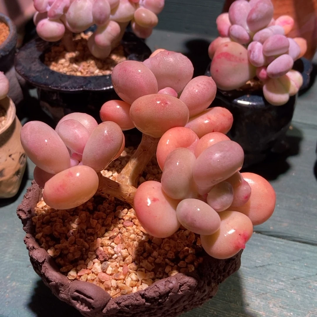 红蔷薇油煎丸子带盆专拍