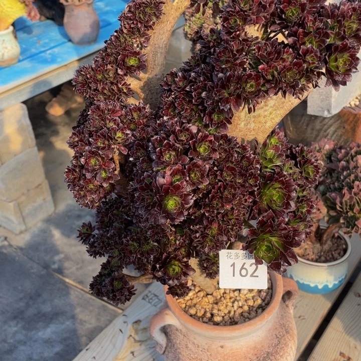 阿*162号黑法师朵朵