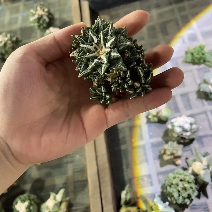 自根黑牡丹群瑕疵特价