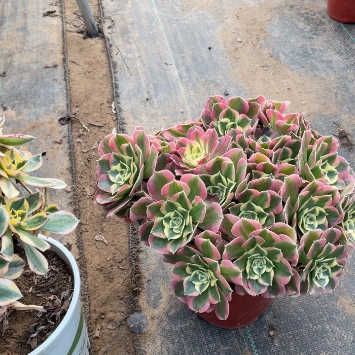 1白凤多肉植物多肉多肉