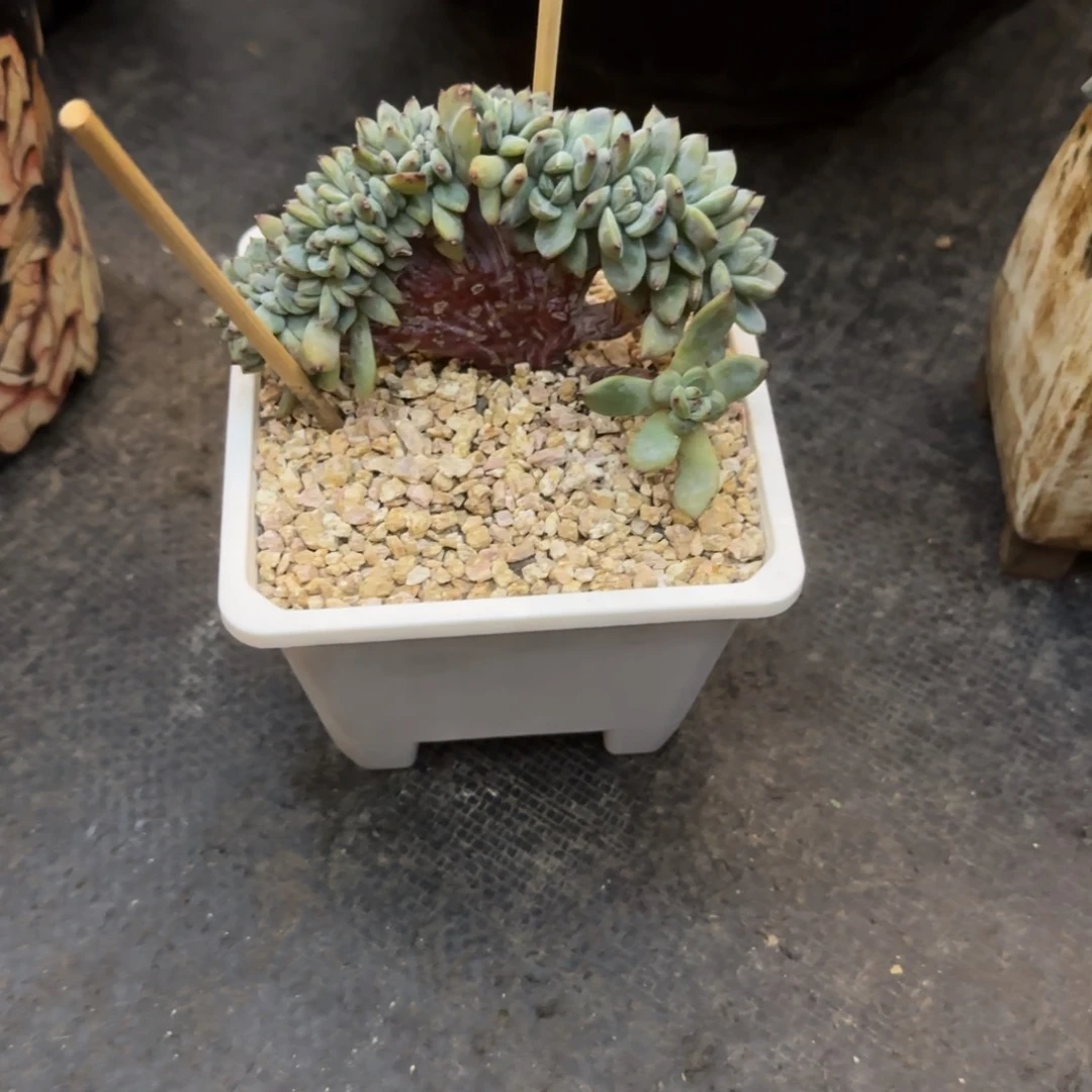 沐****院多肉植物一物一拍