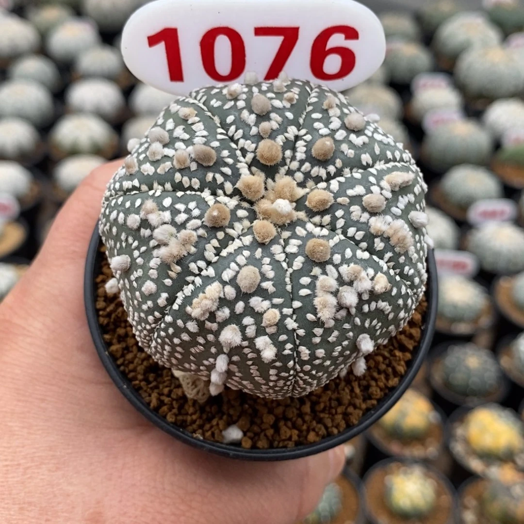 1076特价花园来了来了