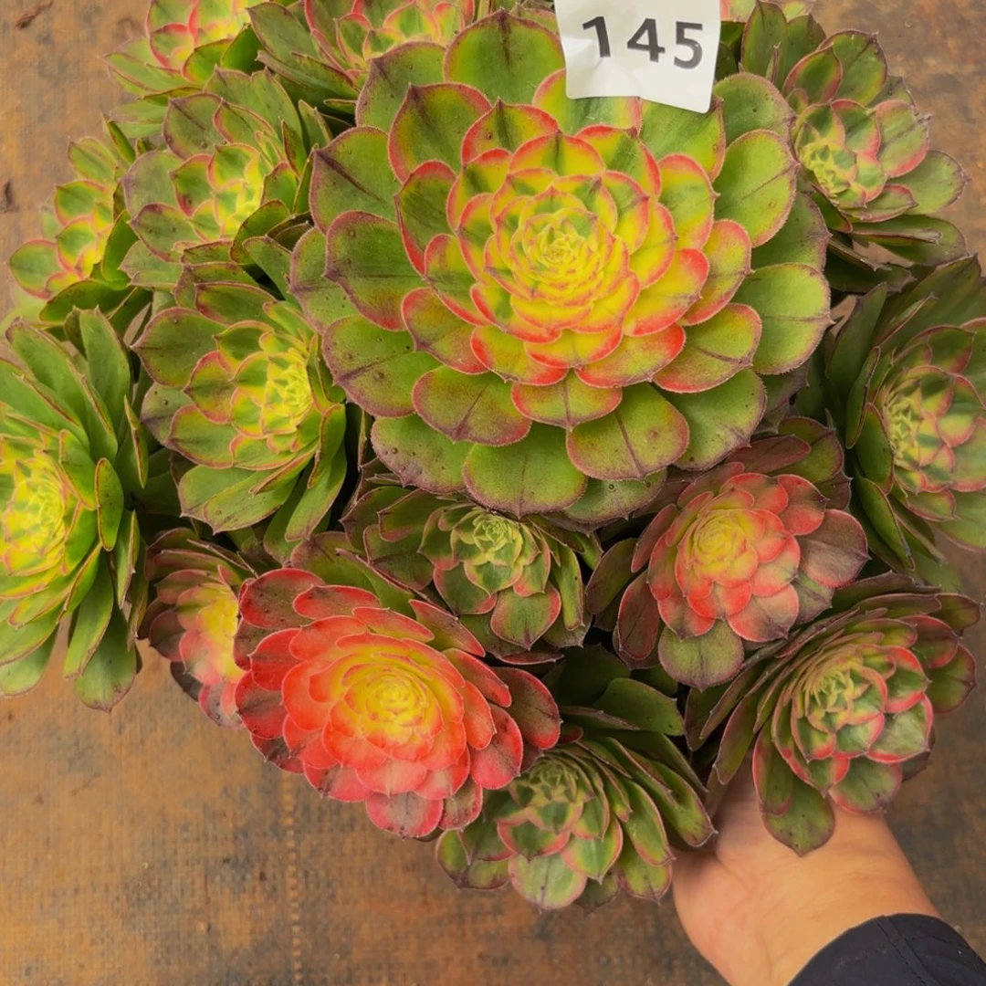 宁***)145多肉植物海鲜不正