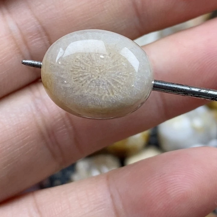 颈饰未镶嵌硅化珊瑚（珊瑚玉）小