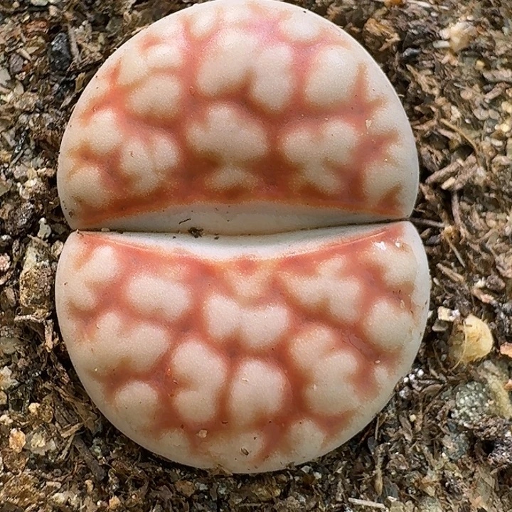 生石花111111。   258