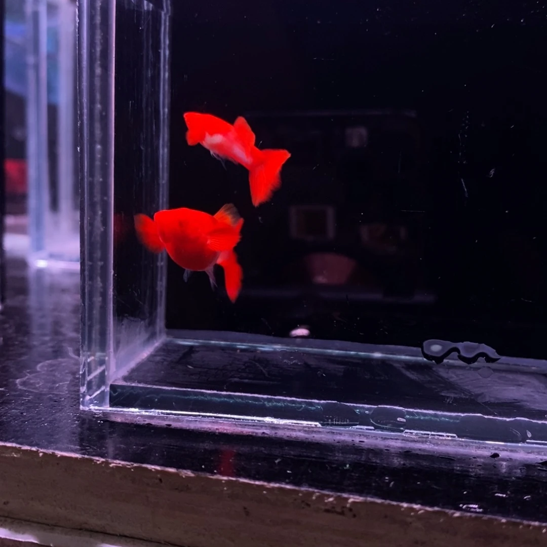 孔雀鱼双分水一对