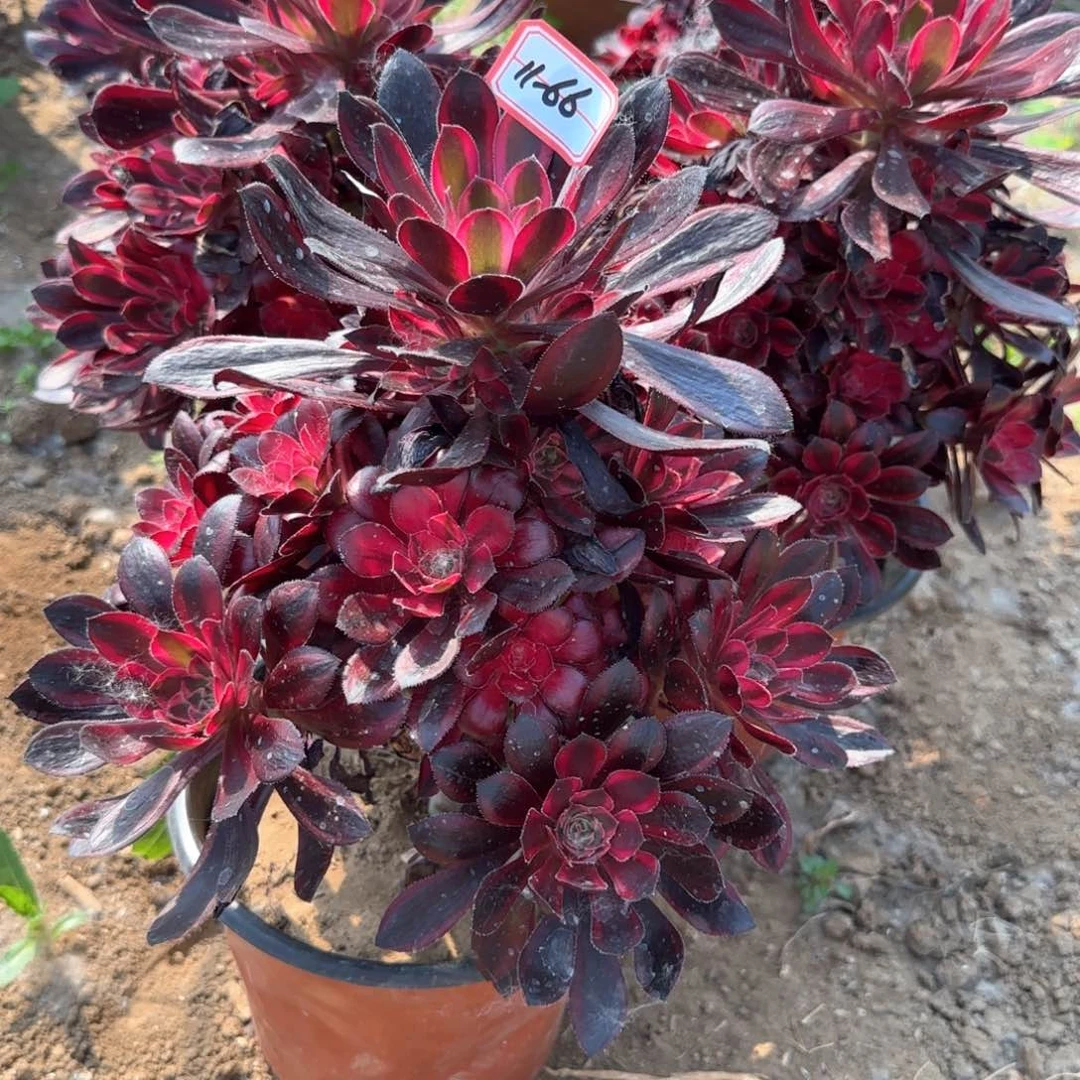 11-66香奶奶地理亮牌9.9一个满20包邮