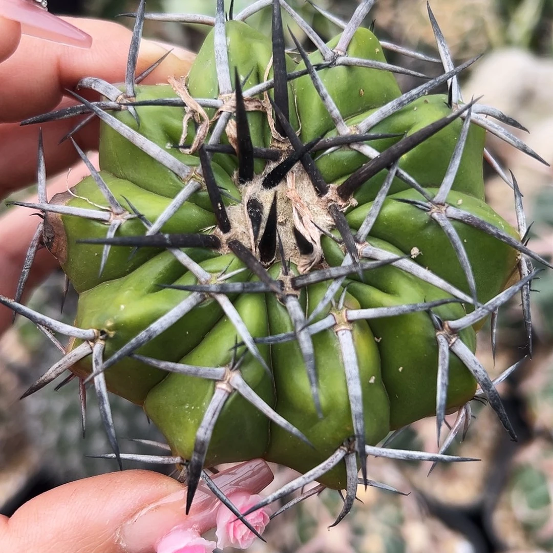 圆盘微瑕仙人球6666666