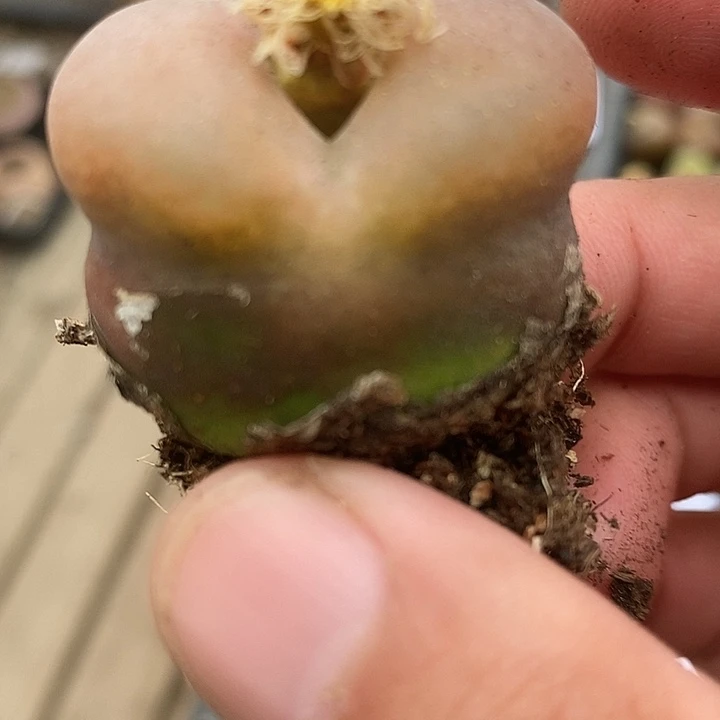 727巨型翻窗一颗。