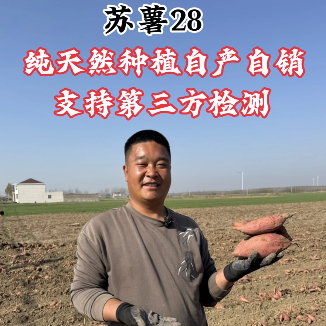 苏薯28皖北黑土地现挖现发纯生态种植软糯香甜支持检测