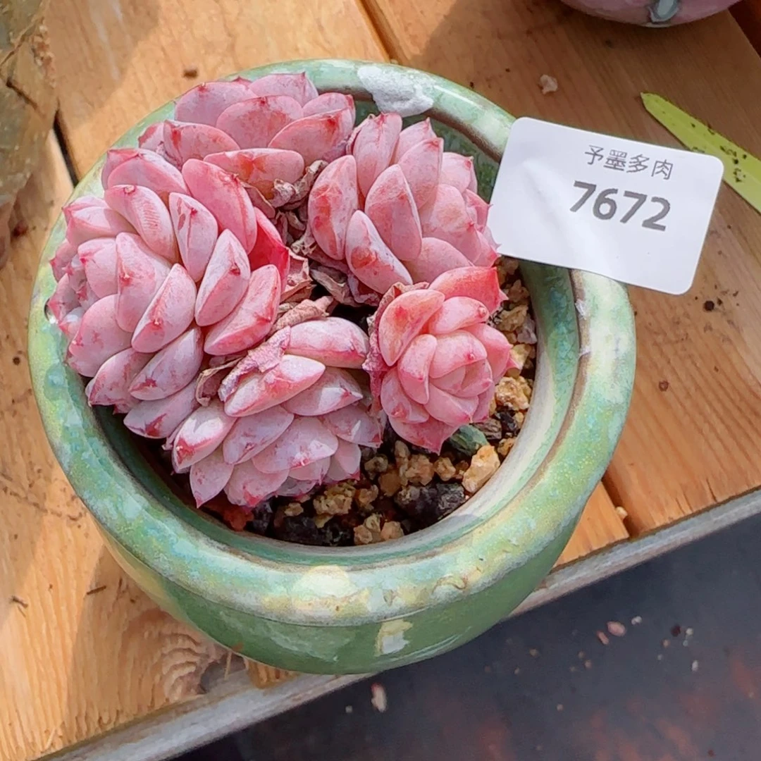 W***.冰魄群，7672多肉植物