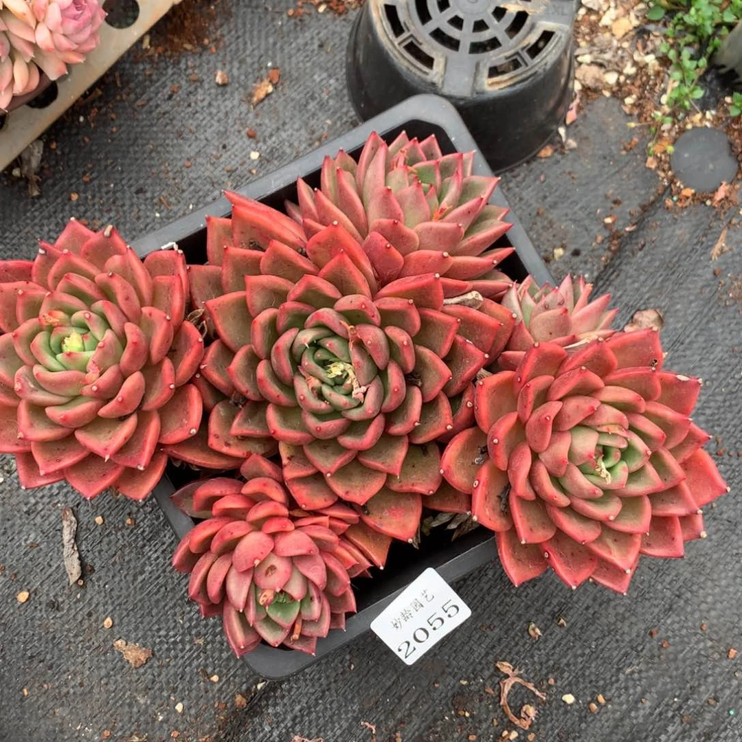 2055杂交精品基地25厘米