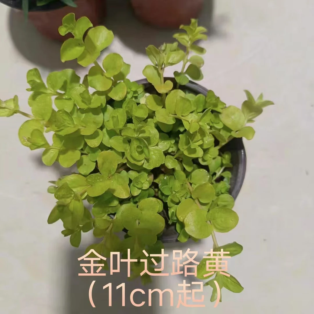 金叶过路黄花苗庭院绿化植物四季耐热耐寒庭院植物