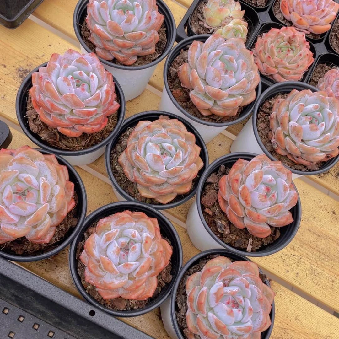 629号 果冻韩版仙女橙单头3个