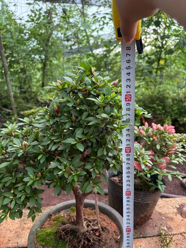 精品杜鹃花嫁接杜鹃花盆景（一物一拍）