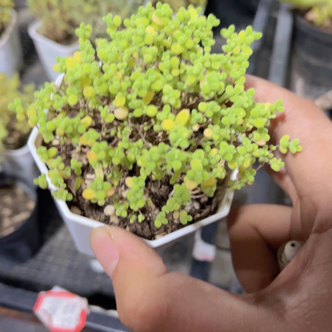 蜜橘枝干多肉植物