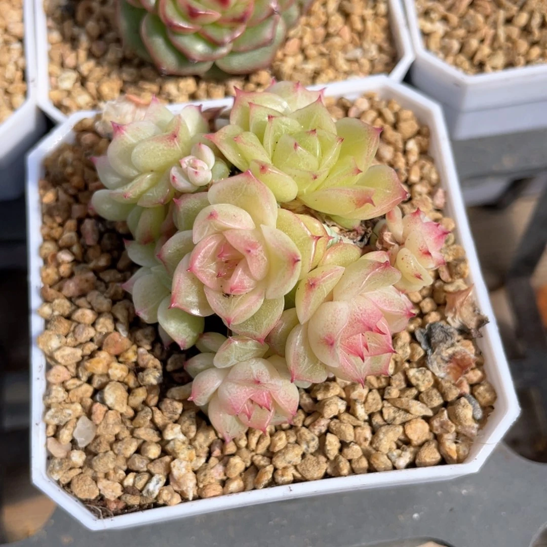 优选麦杆福利884