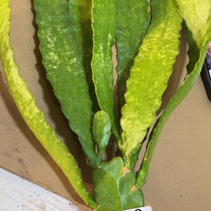 当前无花栽培后可以开花270