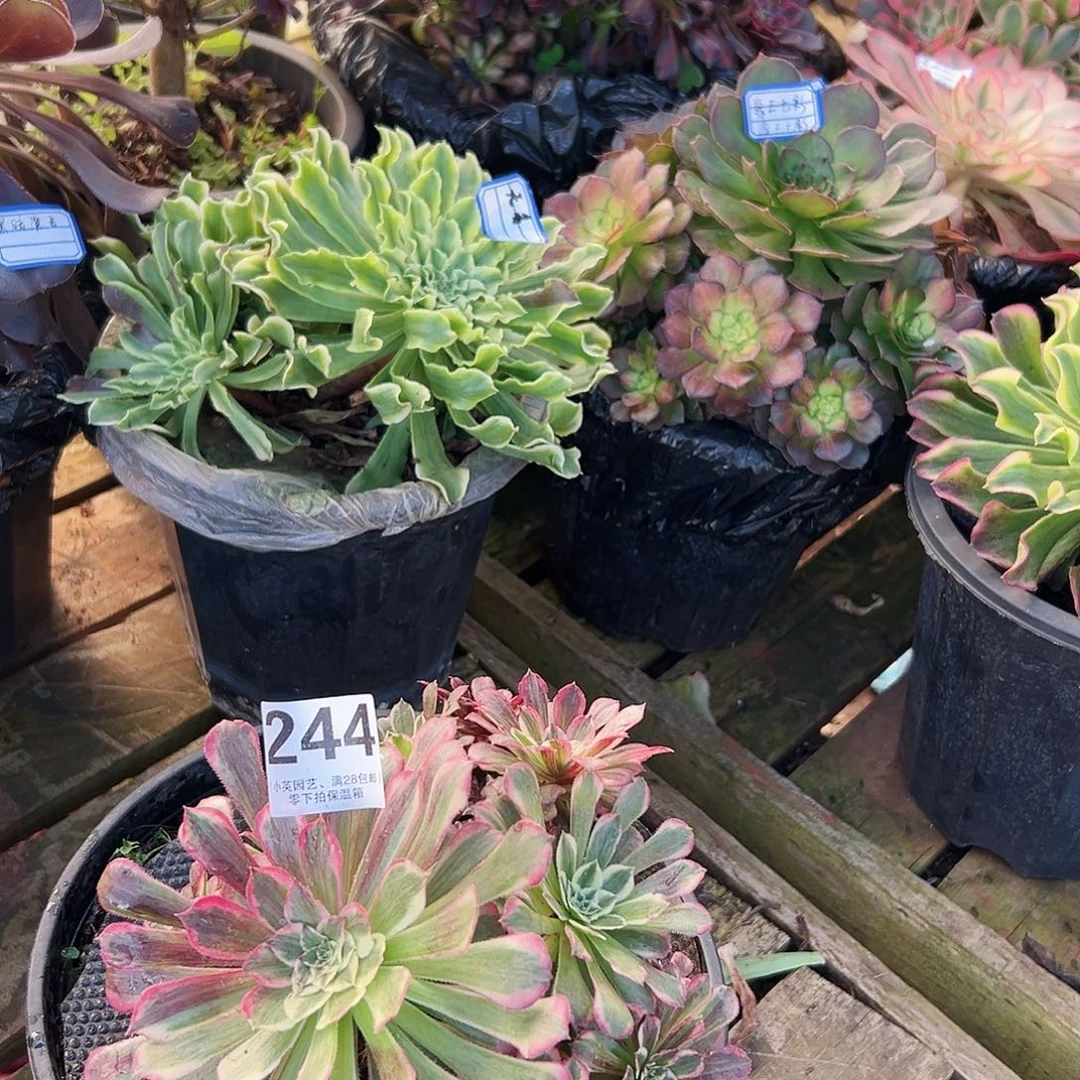 同花顺244多肉植物多肉植物