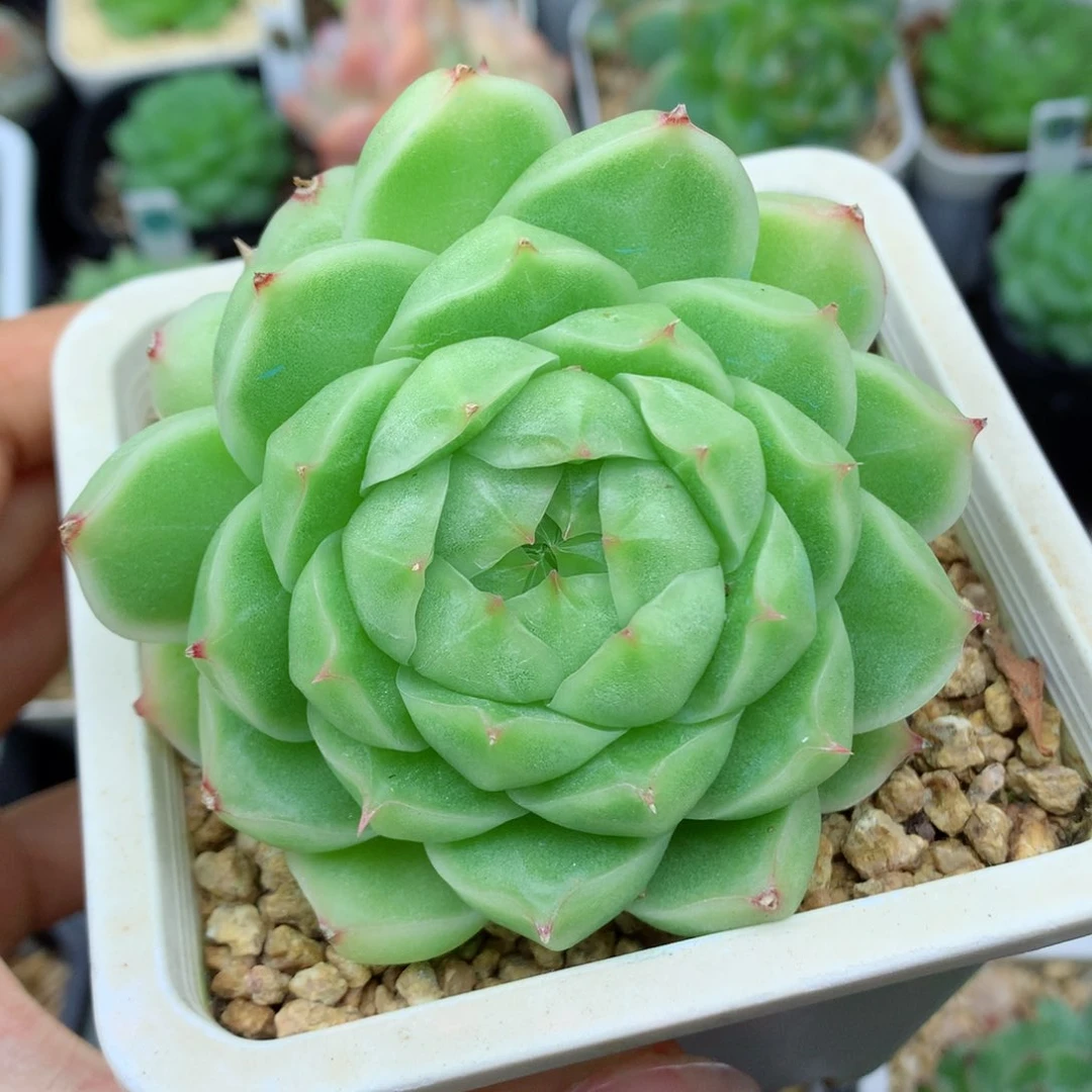 58包邮  群生不包整03