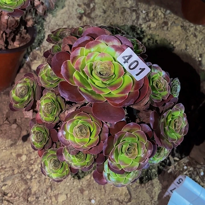 401魅金多肉植物不售后
