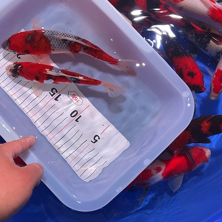 海水鱼锦鲤的繁殖方式