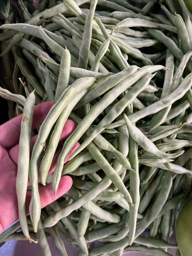 于都家下农家四季豆新鲜现摘鲜甜脆嫩应季蔬菜当天采摘发货