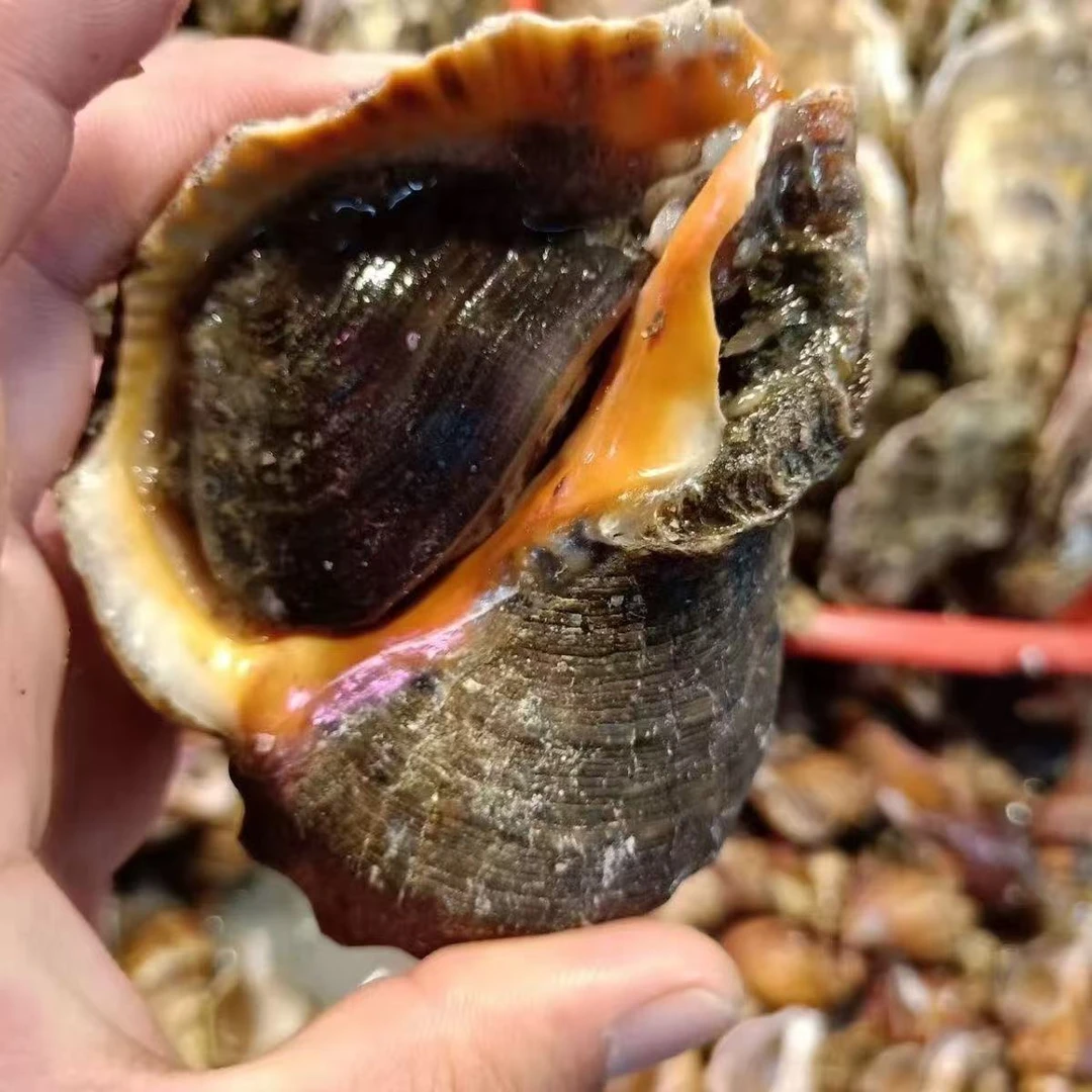 丹东东港小船大海螺 5-7头/斤 紫色粘液正常 保鲜保活 顺丰直达