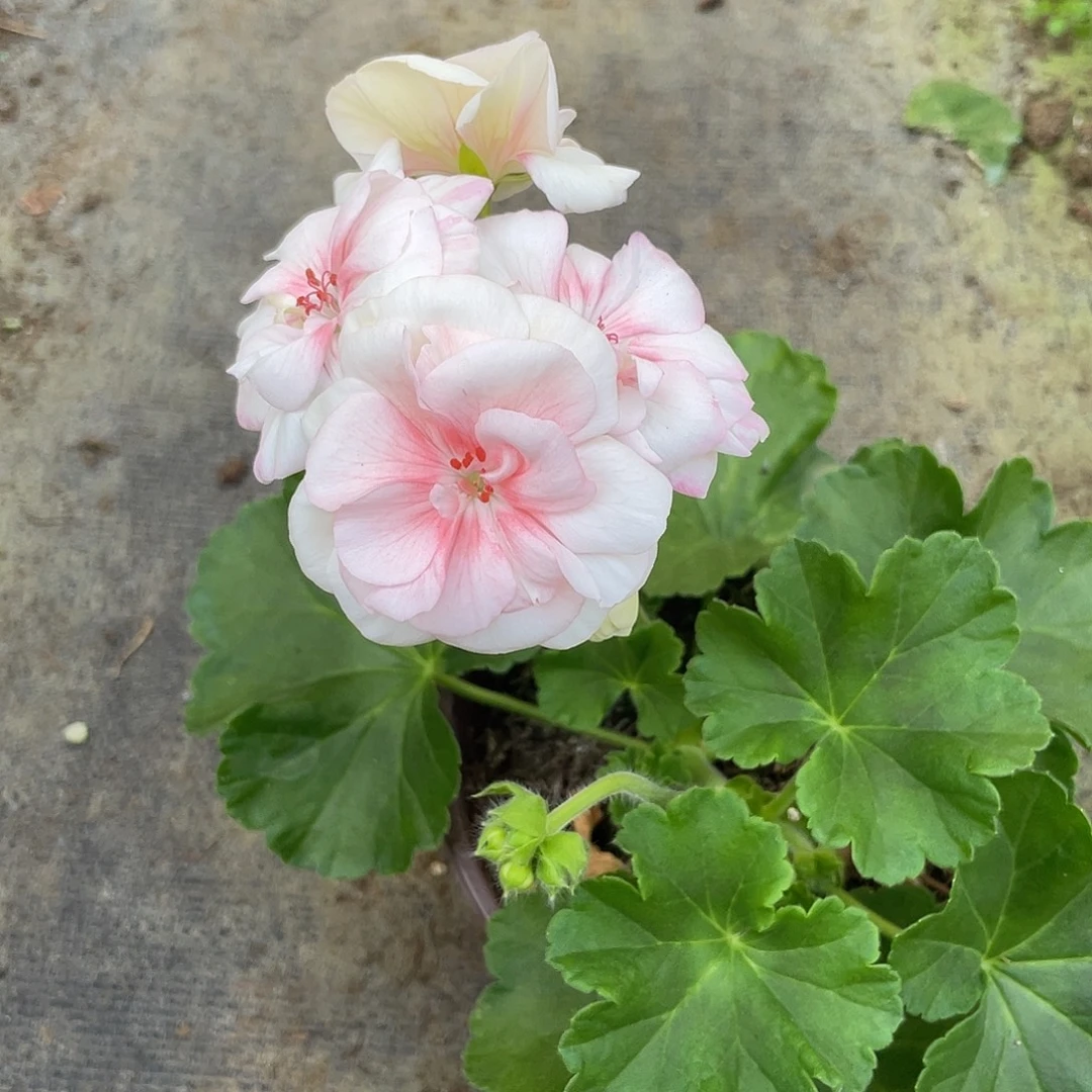 完全开放国王苗子小