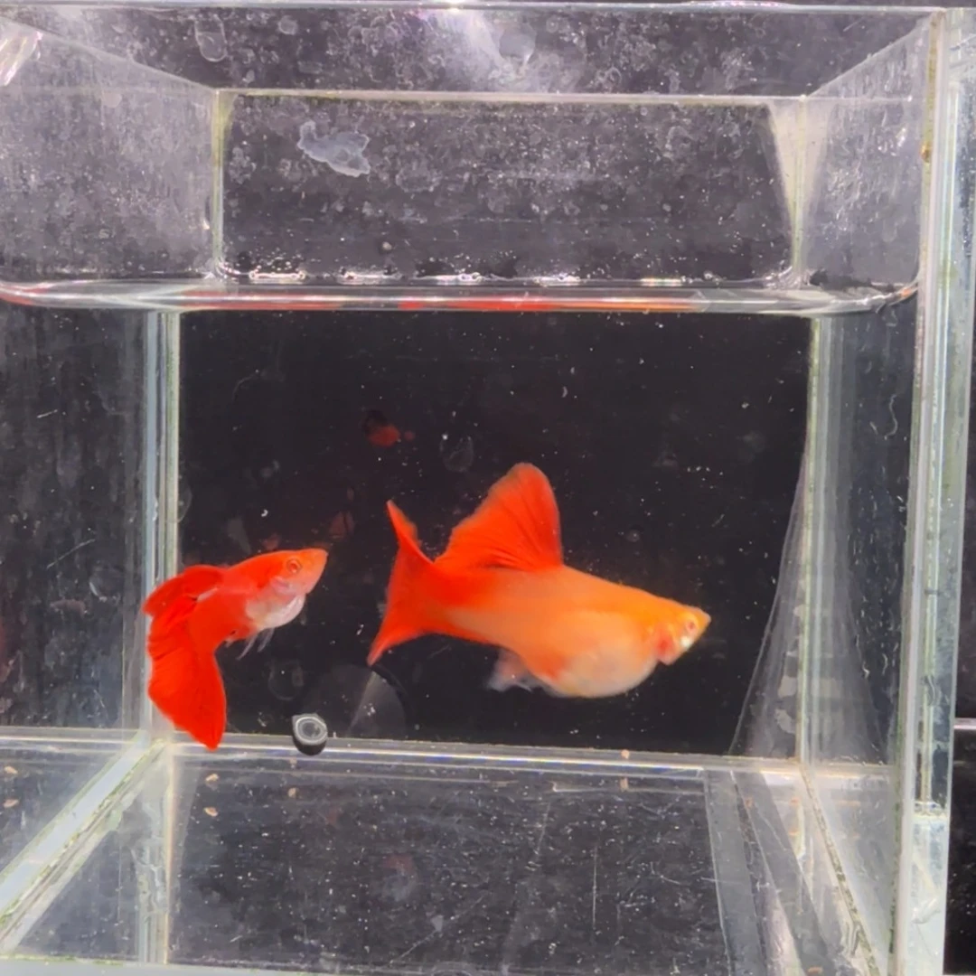 孔雀鱼大背血红1对