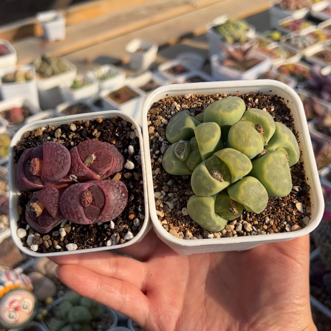 芥**辣多肉带盆植物百科1