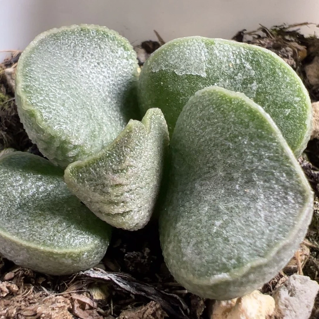 实生新品多肉植物水泡多肉植物