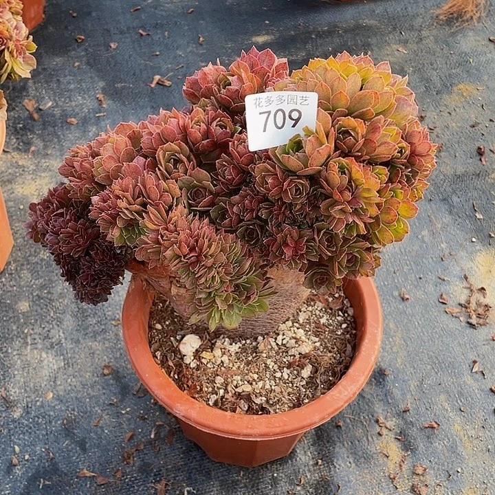 醉*花709号万圣节朵朵有伤