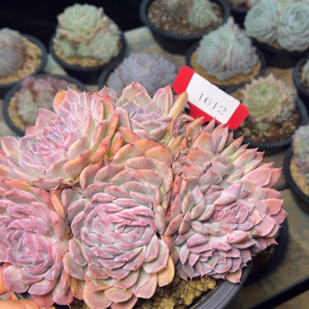 蓝*莲1612人物多哦耶UN我肉多么多哦