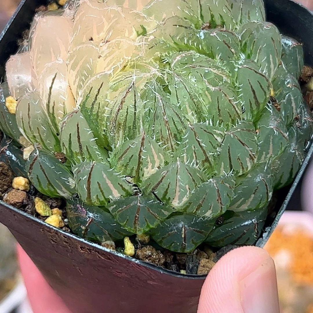 翠云锦十二卷多肉母本十二卷多肉