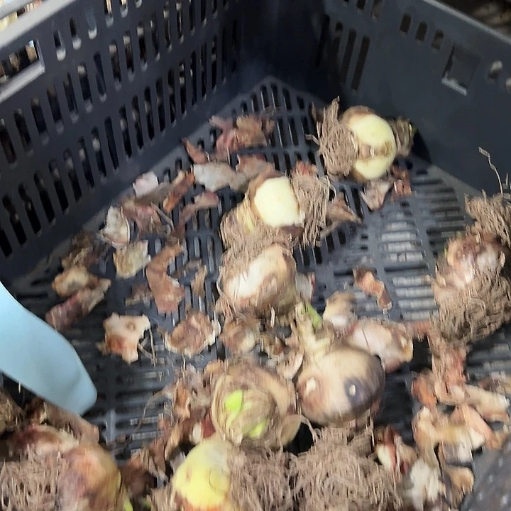 皇冠6公分以上丑球