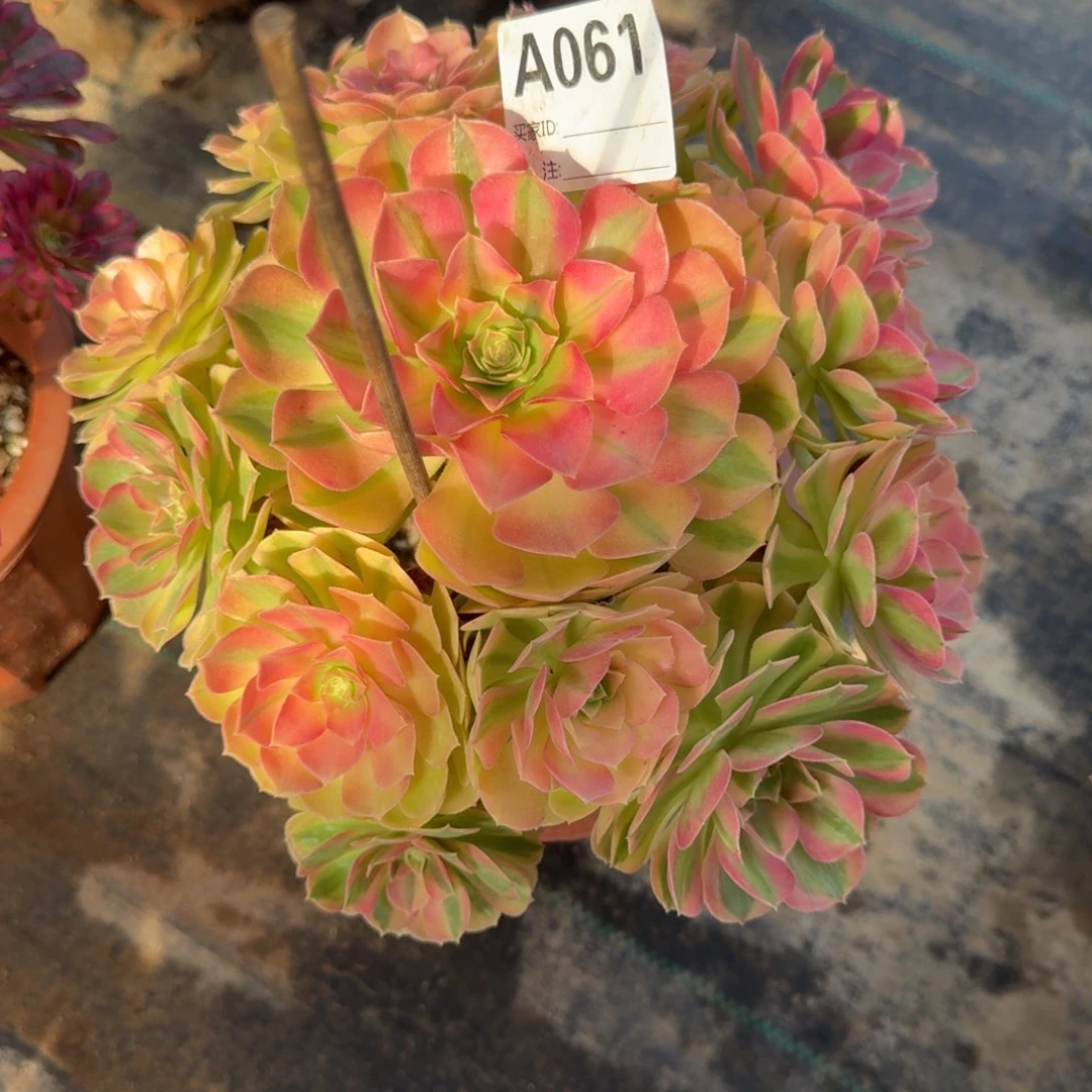 雨***菱雨荷多肉法师aaa061