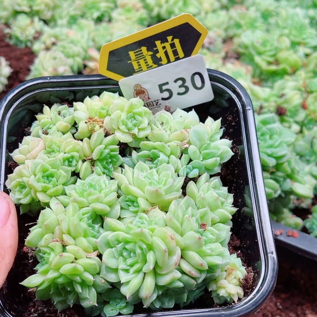 多肉植物多肉植物