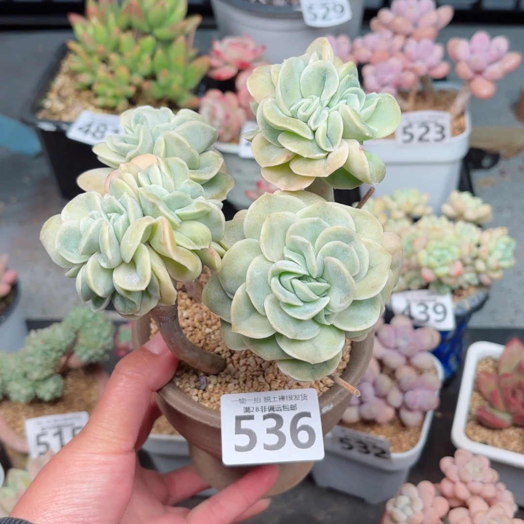 可爱玫瑰缀无盆土发货